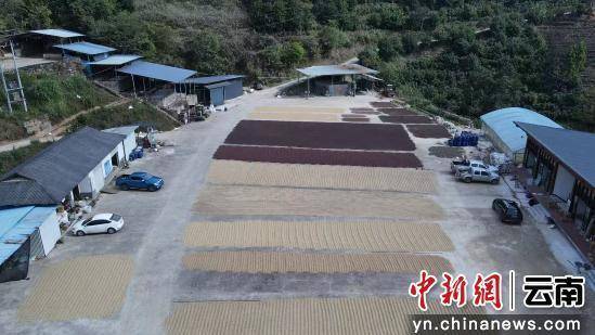 啡撬动大产业走出特色发展路麻将胡了免费试玩澜沧小咖(图1)