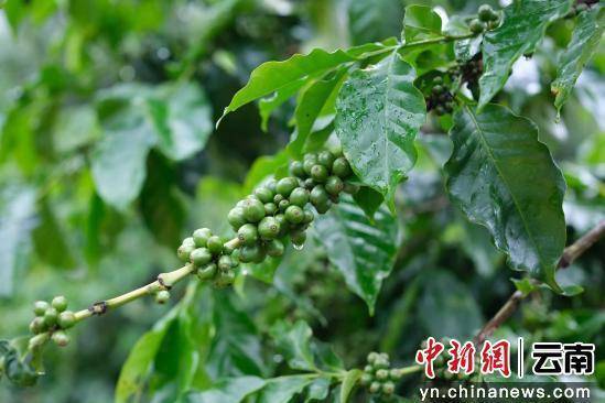 啡撬动大产业走出特色发展路麻将胡了免费试玩澜沧小咖(图3)