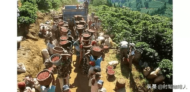 海拔产区的咖啡豆风味更好？PG电子麻将胡了2为什么高