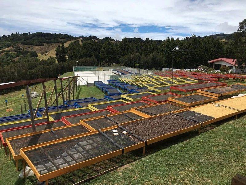 样的？哥斯达黎加舒马瓦庄园咖啡种植海拔麻将胡了哥斯达黎加咖啡豆的种植历史是怎